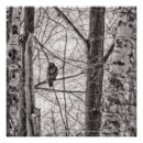 Search for red white and black posters Hawk