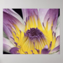 Search for nympheas posters Flower