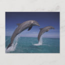 Search for bottlenosed dolphin postcards Marine