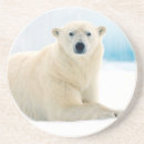 Search for boar barware Animal