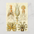 Search for octopus illustration postcards Kraken