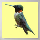 Search for ruby throat posters Photography