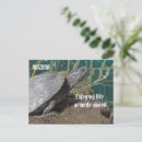 Search for funny turtles postcards Reptile