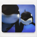 Search for blue whale mousepads Orca