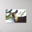 Search for odocoileus Wildlife