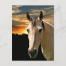 Search for buckskin postcards Horse