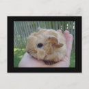 Search for cute gerbil postcards Gerbils