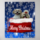 Search for shih tzu puppy posters Puppies