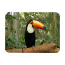 Search for tree branches magnets Colourful
