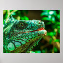 Search for iguanas posters Green iguana