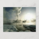 Search for elk in snow postcards Wildlife