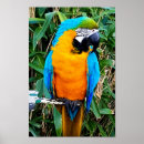 Search for macaw parrot posters Macaws