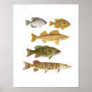 Search for walleye art Bass
