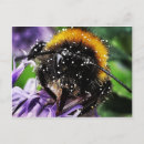 Search for busy postcards Insects