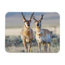 Search for bucks magnets Pronghorn