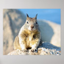 Search for squirrels posters Grey squirrel