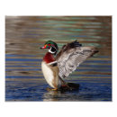 Search for waterfowl art Wildlife