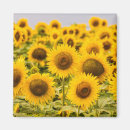 Search for sunflower magnets Photography