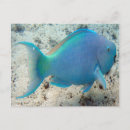 Search for hanauma postcards Hawaii