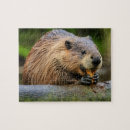 Search for beaver puzzles Animal