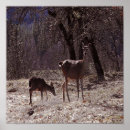Search for doe posters Fawn