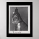 Search for comical photography Cats