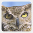 Search for great horned owls stickers Birds of prey