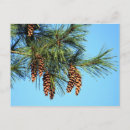 Search for tree photo postcards Pine