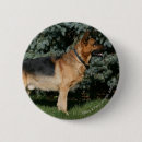 Search for german shepherd dog badges Deutscher schaferhund