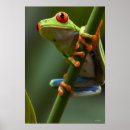 Search for scale leaf posters Reptiles