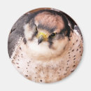 Search for falcon magnets Animals