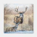 Search for odocoileus magnets Buck
