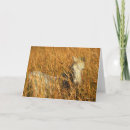 Search for reed cards Animal