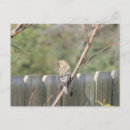 Search for bird watcher postcards Birder