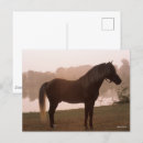 Search for rocky mountain horse Animal