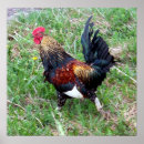Search for rooster posters Farms