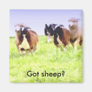 Search for herd dog magnets Sheep