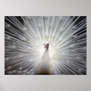 Search for white peacock art Albino