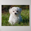 Search for doodle dog art Animal