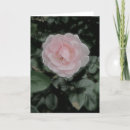 Search for single rose cards Pink