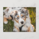 Search for australians postcards Puppy