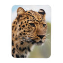 Search for adult magnets Big cat
