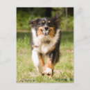 Search for catch vertical postcards Chase