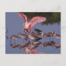 Search for darling postcards Sanibel island