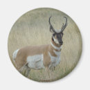 Search for pronghorn magnets Antilocapra americana