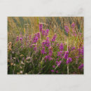 Search for heather postcards Pink