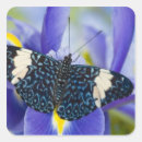 Search for tropical butterfly stickers Animal