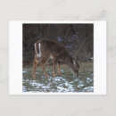 Search for winter deer postcards Photography