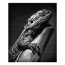 Search for beard photography Dragon