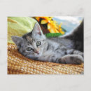 Search for cutest postcards Cat